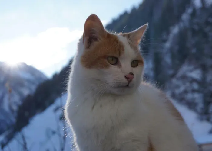 Apartman Bergblick Ginzling